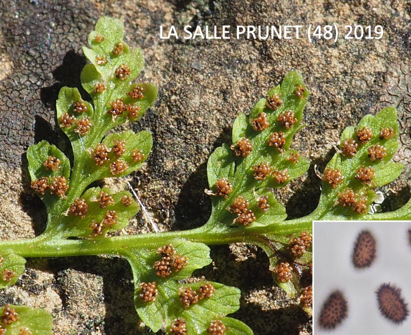 Fern, Brittle Bladder fruit